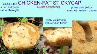 CHICKEN FAT STICKYCAP