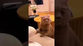 Funny Animals 2024  - Funniest Cats and Dogs video   #shorts