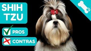  VENTAJAS Y DESVENTAJAS de tener un SHIH TZU  PROS Y  CONTRAS [ RAZA de perros SHIH TZU ]