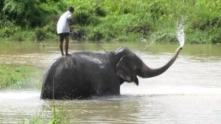 elephant intelligence spraying water and playing with mahout MVI_3545