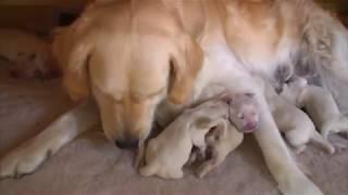 Cute Golden Retriever puppies - only 1 day old