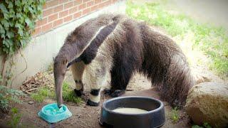 Giant Anteater | Paws for a Minute