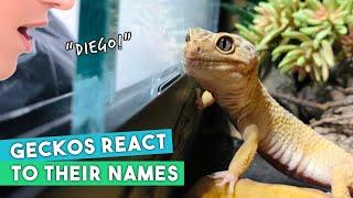 Do Reptiles Recognise Their Names? | Leopard Gecko Experiment