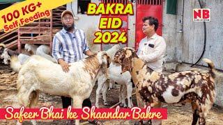 Safeer Bhai ka Shauk | Heavyweight Sojat Goats | Bakra Eid 2024 Bakra Mandi | #bakraeid2024