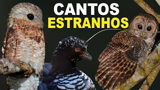 20 CANTOS de AVES MAIS ESTRANHOS DO BRASIL | Canal Aves