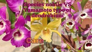 Species Nobile VS Yamamoto Type Hybrid  Dendrobium Nobile Orchid। Differences ।Care।@SandipOrchid