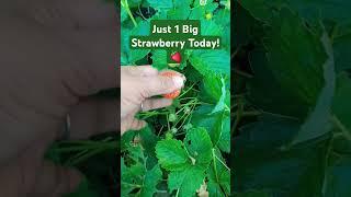  Strawberry Picking in Our Little Cozy Danish Garden - Part 6