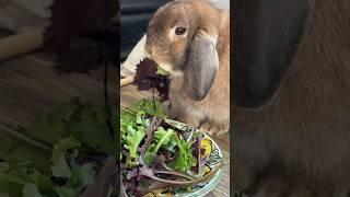 Bunny Breakfast ASMR #rabbit #bunny