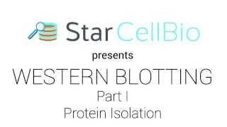 Western Blotting - Part I