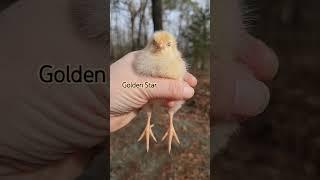 Golden Star #backyardflock #backyardchickens #babychicks #goldenstar