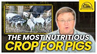 How This Cover Crop Is So Nutritious for Pigs: Pig Feed