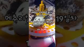 메추리(알)키우기!! 19일차 (1차실패) 메추리 공부하고 오겠습니다!! #메추리 #메추리알 #부화 #부화기 #키우기 #실패