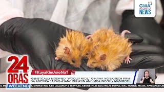 Genetically modified "woolly mice," ginawa ng biotech firm sa Amerika sa pag-... | 24 Oras Weekend