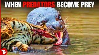 Most Unbelievable Moments of When Predators Mess with the Wrong Prey