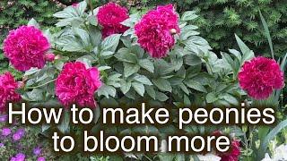 How to make peony plant to produce more flowers