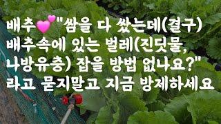 배추 쌈을 다 쌌는데(결구) 배추속 벌레 어떻게 잡나요? 라고 묻지말고 지금(?) 방제하세요 