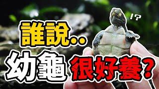 這樣養烏龜一定會出事！原來小北就有賣的DIY養龜利器！｜AC草影水族