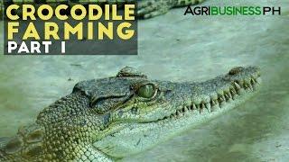 Crocodile Farming Part 1 : Crocodile Farming Industry in the Philippines | Agribusiness Philippines