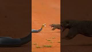 Mongoose vs Cobra | Real Wild Animal Fight | Nature Battle Caught on Camera in American Wilderness