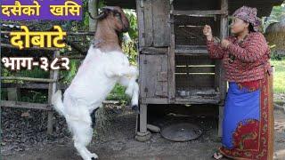 दोबाटे  | Dobate  Episode 382 | 23 Sep 2022 | Comedy Serial | Dobate | Nepal Focus Tv | By Harendra