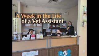 A Week in Life as a Veterinarian Assistant| Pre-Vet Work Experience Before Getting into Vet School