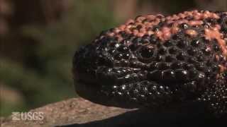 Gila Monster