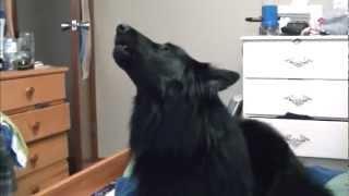 How to get your Dog to Howl - Featuring the Belgian Sheep Dog (Groenendael) Nanook