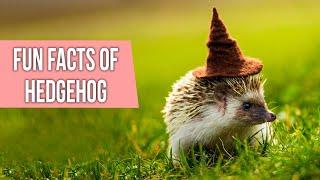 Fun Facts About Hedgehog |  FACTS About Hedgehogs You Should Know