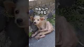 길가에서 마주친 유기견, 손을 내밀자 완전히 달라졌습니다