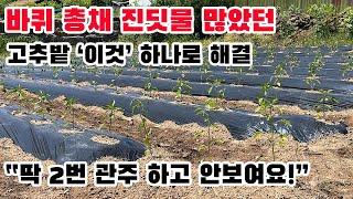 바퀴, 총채, 진딧물 가득해 농사가 안되던 고추밭