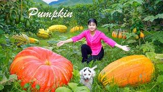 Amazing Harvesting giant Pumpkins - Cook Pumpkins with super delicious rustic dishes