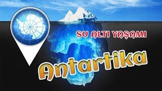 Antartika BELGESELİ (Antarctica documentary)