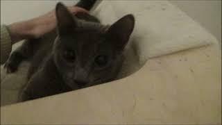 Nyxie the Cat - Video 60 (Nyxie's Sixtieth Sequel)