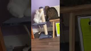 Funny Cat Fight #cats #infobeam #catworld #pets #petlover #catlovers