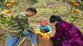 Mother-in-law did not appear. Peaceful family life together picking oranges