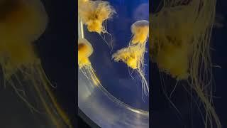 I saw my favourite lions mane jellyfish 