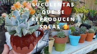 Suculentas q Harán Crecer Tu Colección Rapido!Suculentas q Se Reproducen Solas#suculentas