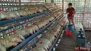 READY TO LAY CHICKEN LAYER/FEEDING/COLLECTING EGGS/SMALL POULTRY FARM/BUHAY PROBENSYA