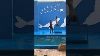 Sea lion show at manila ocean park Philippines  #trendingshorts #philippinesea #tourism #youtube