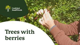 Trees with berries | Coed Lleol / Small Woods