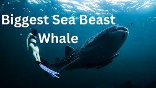 "Top 13 Breathtaking Whale Watching Destinations Around the World | Journey Junction"