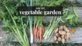 June Vegetable Garden Tour + Harvest  Dealing with bad bugs!  GroundedHavenHomestead