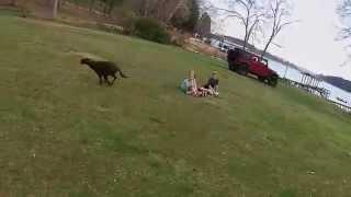 dog, ball, and a drone