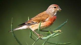 Anivka / Common linnet (HD)