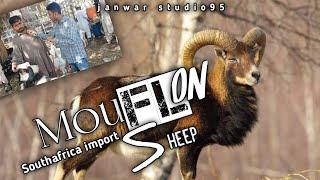 liaquatabad ki mandi | south africa ka janwar | poori mandi mai ek | mouflon sheep