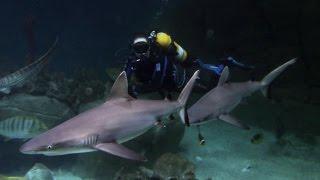 Some cool facts on our Grey Reef Sharks!