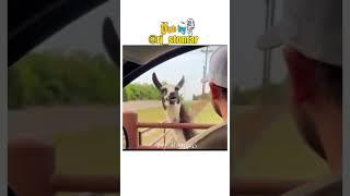 Rasta Poochne Pr Jhagada  Funny Animals Dubbed Video #shorts #funny #rjstomar