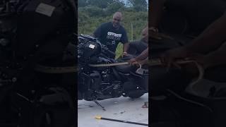  Snakes On A Harley?! Throw The Whole Bike Away! 