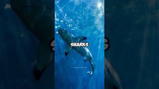 Mind blowing facts about shark  #shorts #shortvideo #viralshort #trendingshorts #explore #facts