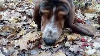 Yakubovskie.ru Dogs are hunt in autumn foliage. Собачки охотятся в золотой листве.